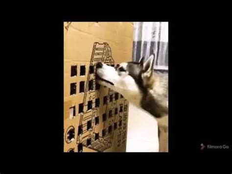 Dredd Doggy Style Compilation 1.mp4 - CyberFile - CyberFile. Your Files.